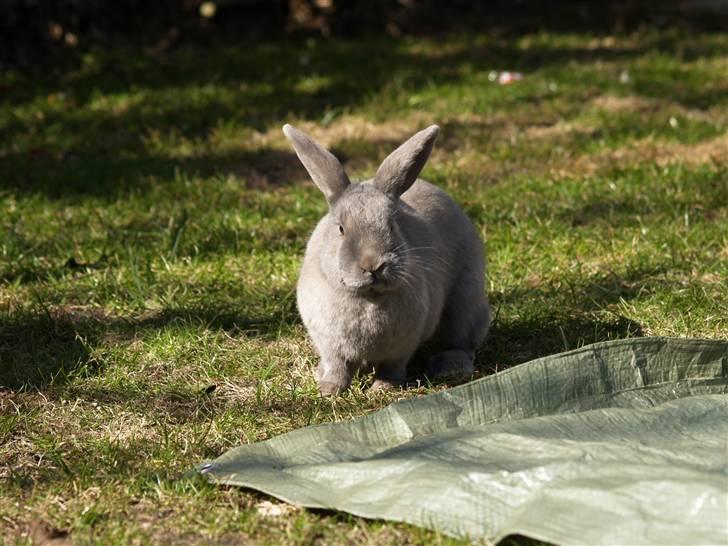 Kanin bruno billede 6