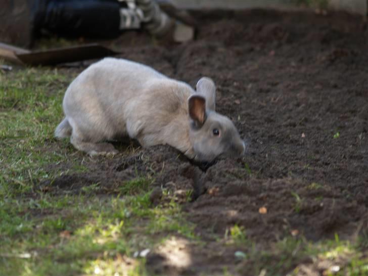 Kanin bruno billede 7