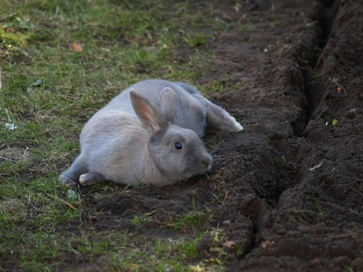 Kanin bruno billede 8