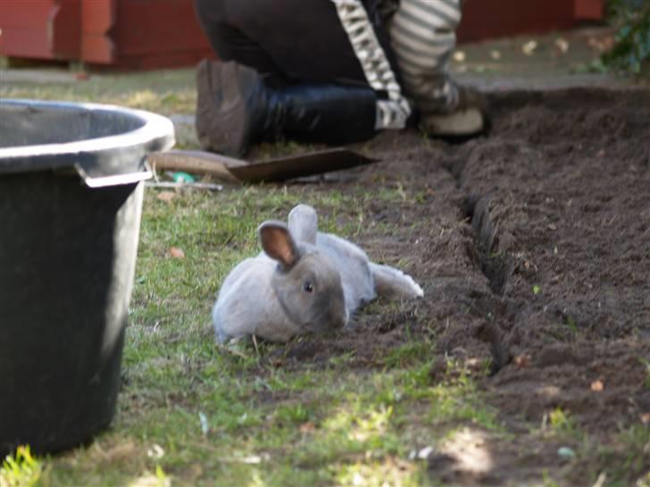 Kanin bruno billede 9