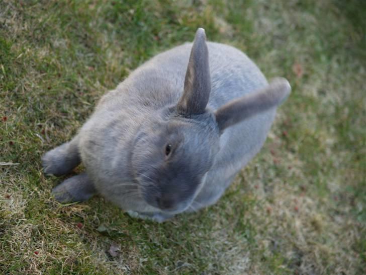 Kanin bruno billede 10