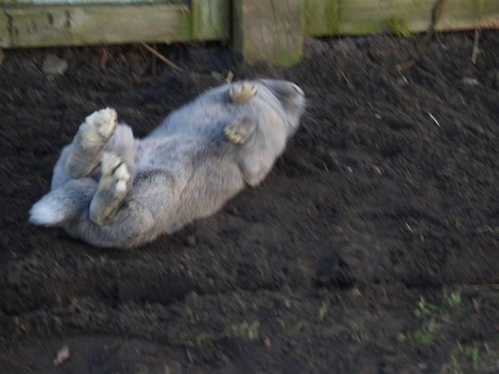 Kanin bruno billede 11