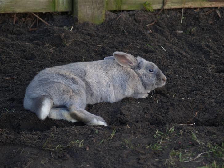 Kanin bruno billede 12
