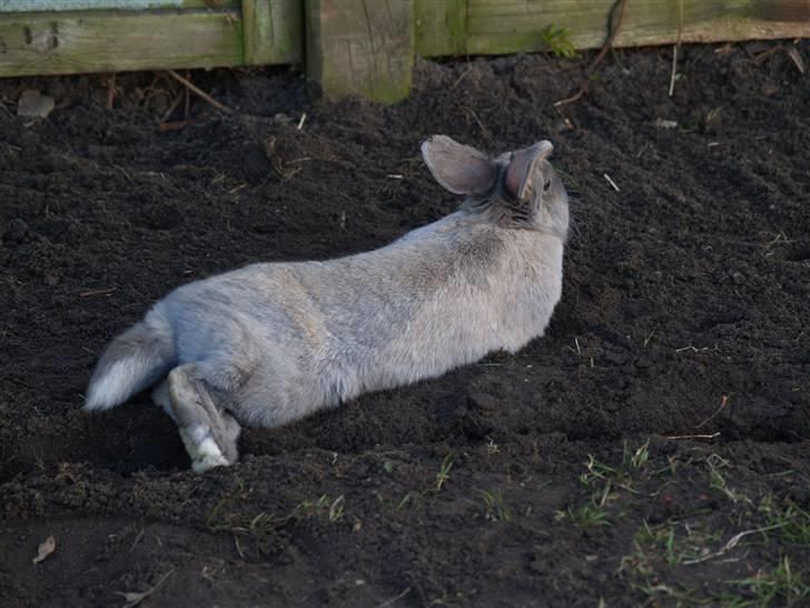 Kanin bruno billede 13