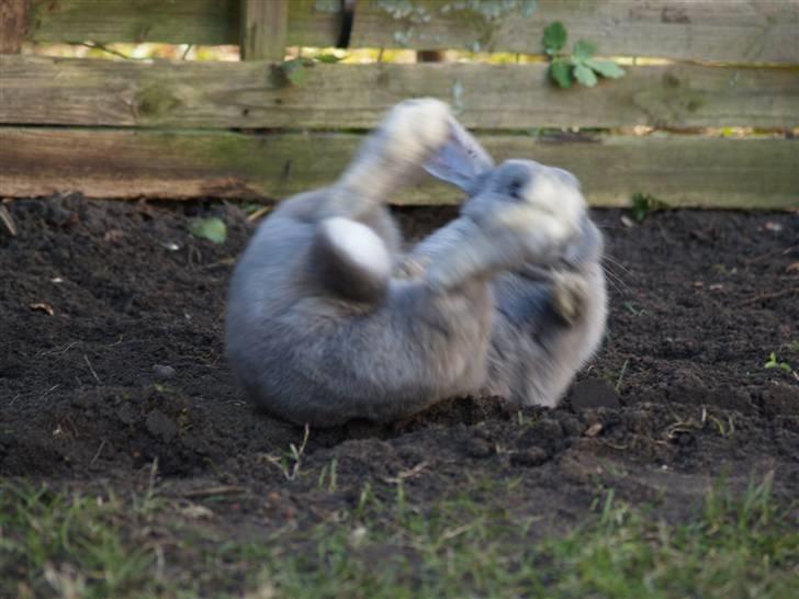 Kanin bruno billede 14