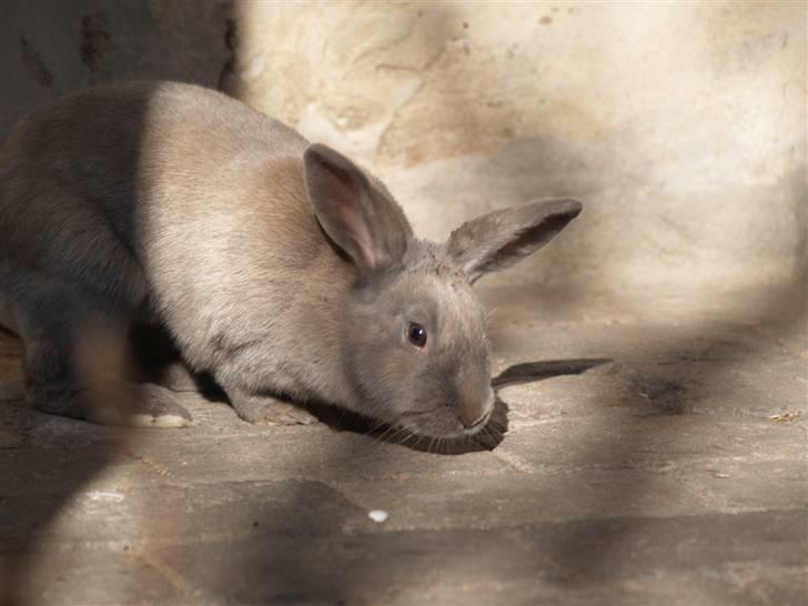 Kanin bruno billede 15