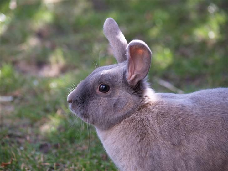 Kanin bruno billede 16