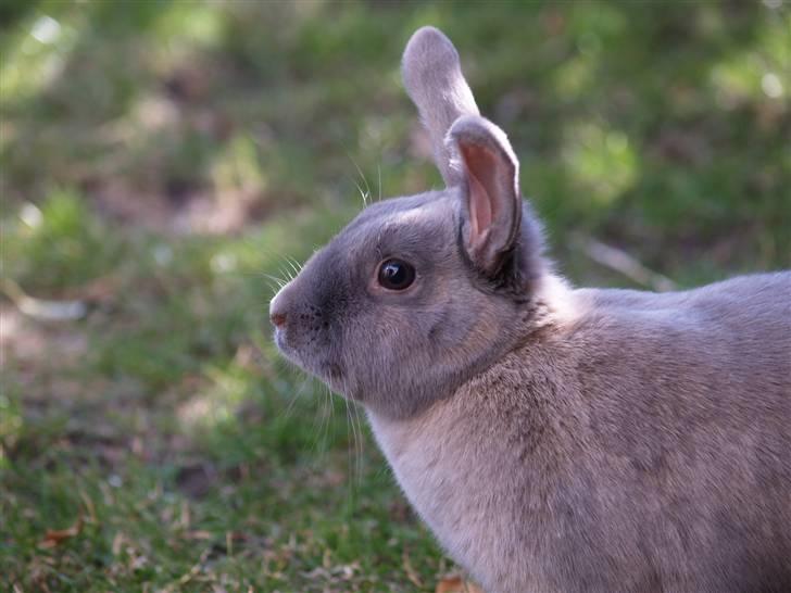 Kanin bruno billede 17