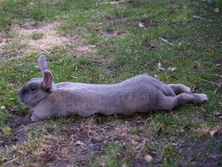 Kanin bruno billede 18