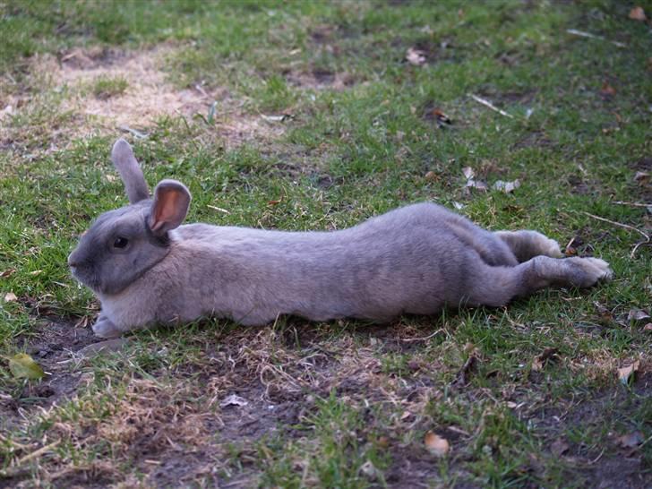 Kanin bruno billede 19
