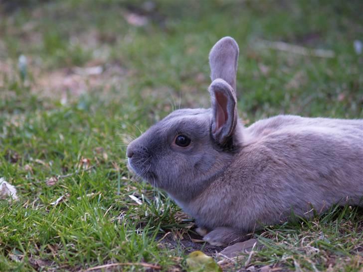 Kanin bruno billede 20