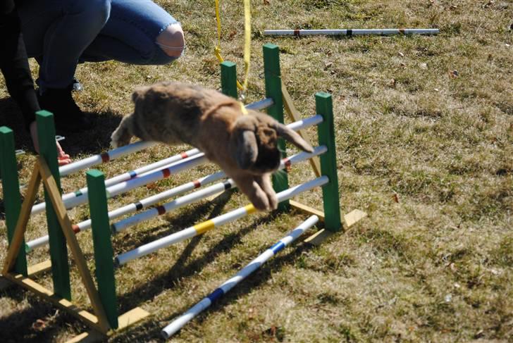 Kanin Tom K. billede 11