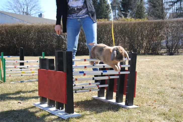 Kanin Tom K. billede 12