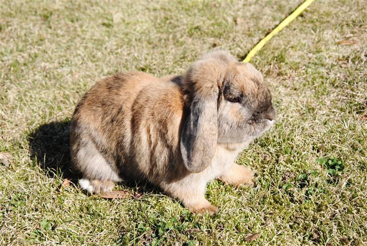 Kanin Tom K. billede 13