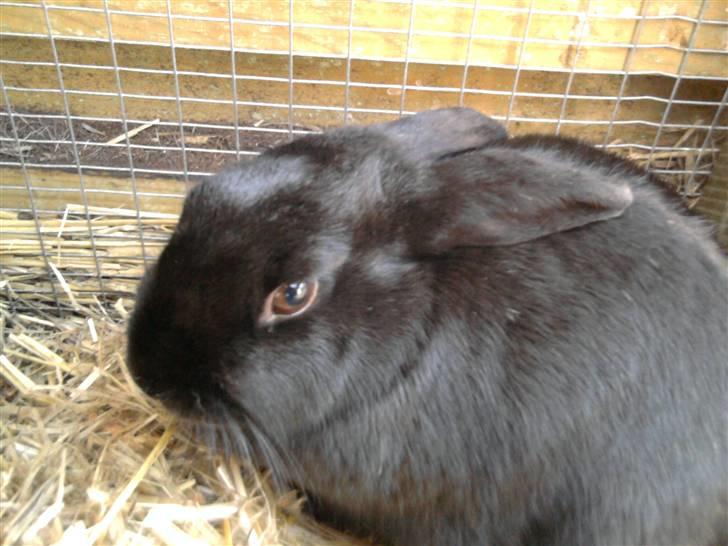 Kanin Ble billede 1