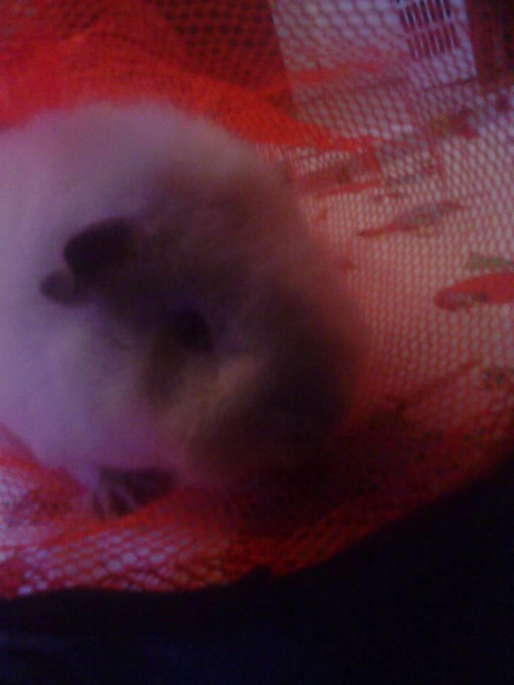 Marsvin pjuske billede 6