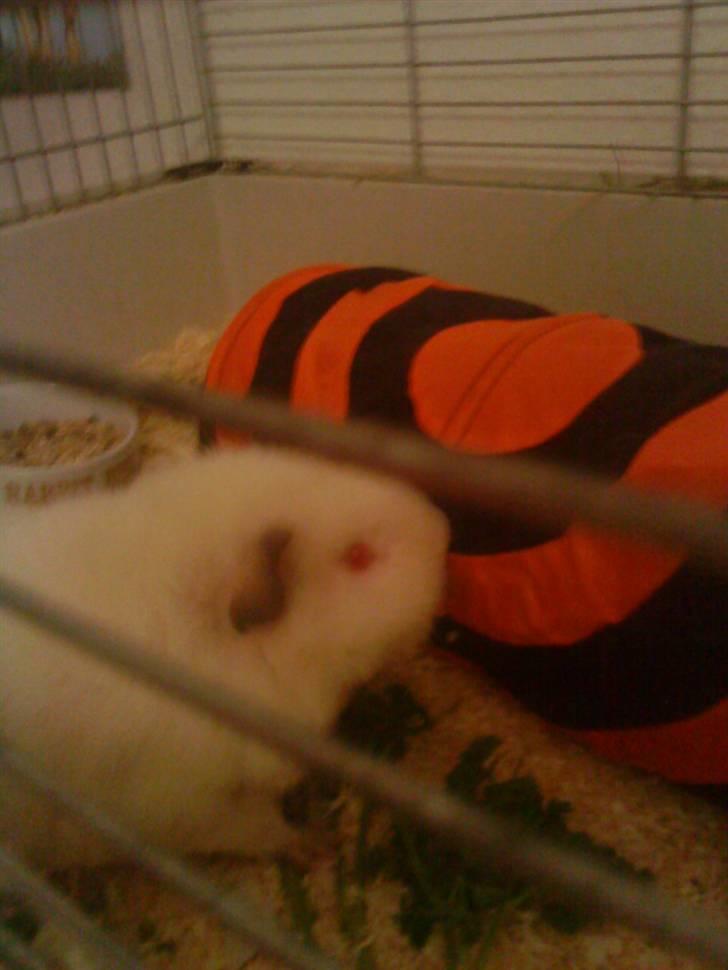 Marsvin pjuske billede 7