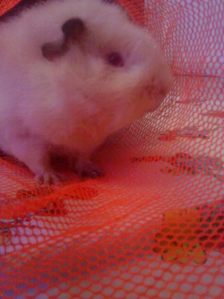 Marsvin pjuske billede 8