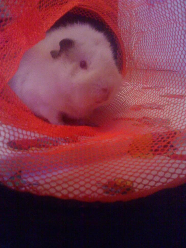 Marsvin pjuske billede 9