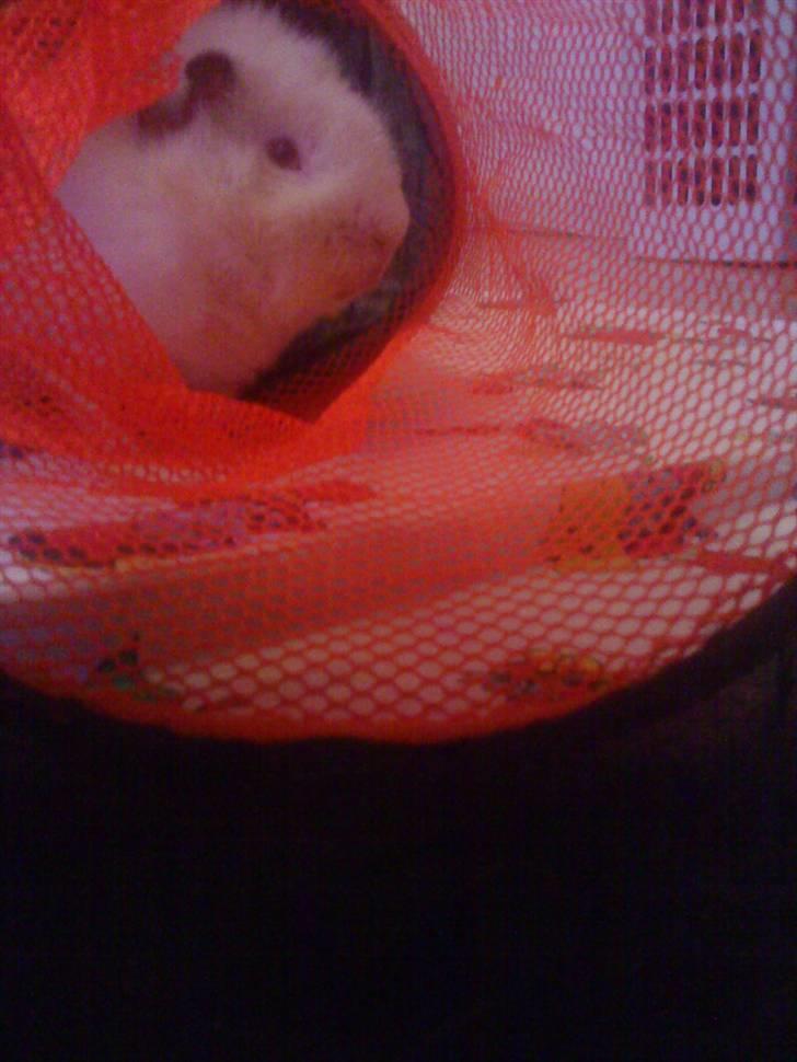 Marsvin pjuske billede 10