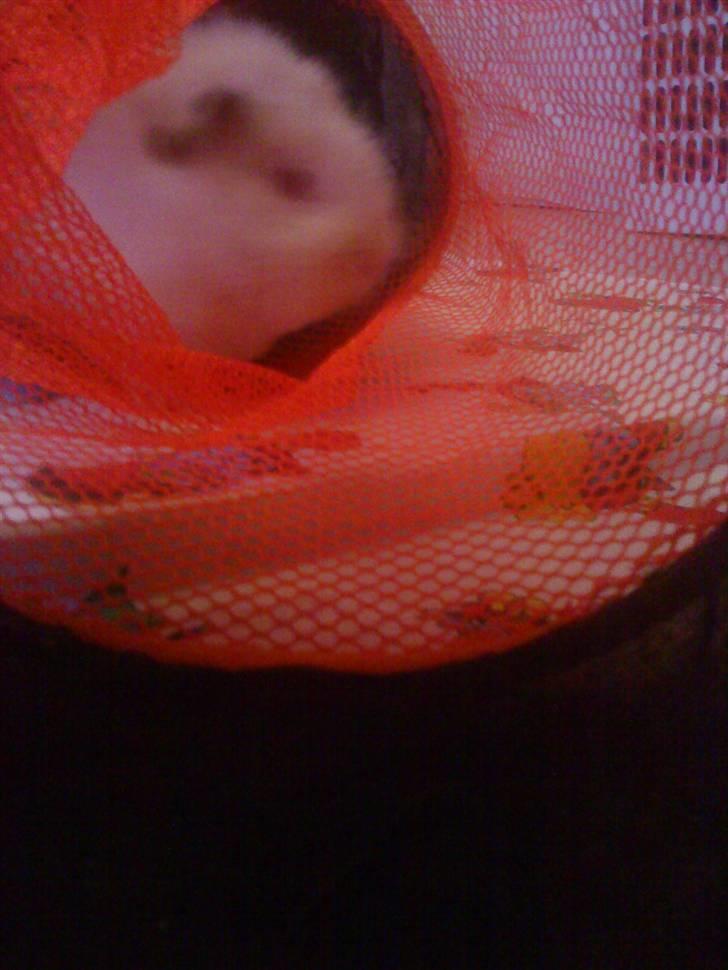 Marsvin pjuske billede 11