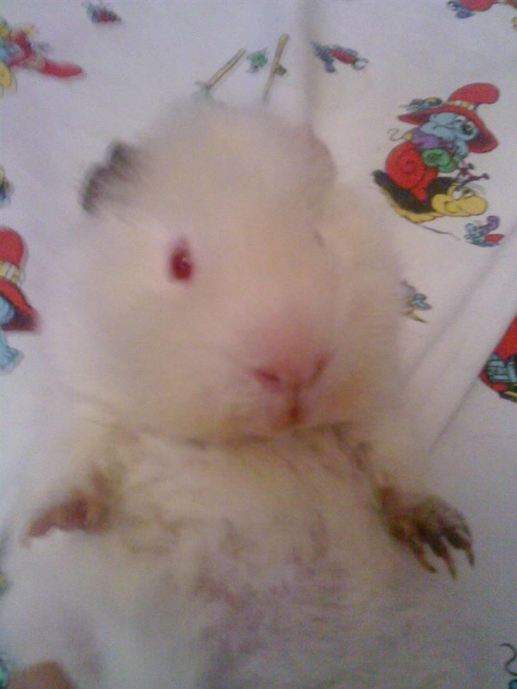 Marsvin pjuske billede 12