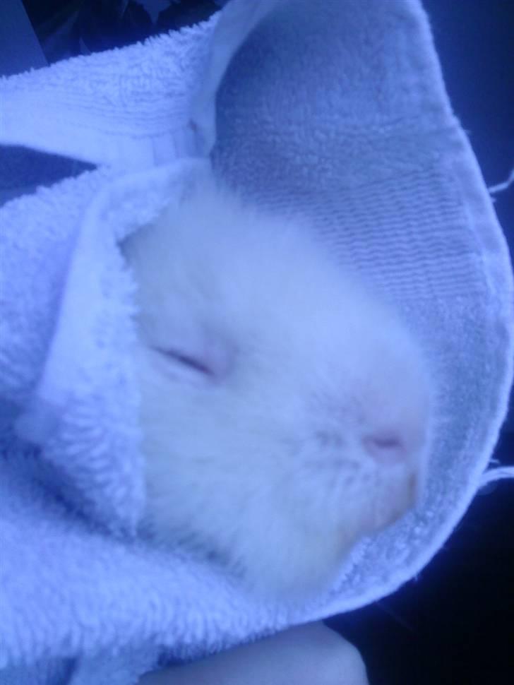 Marsvin pjuske billede 13