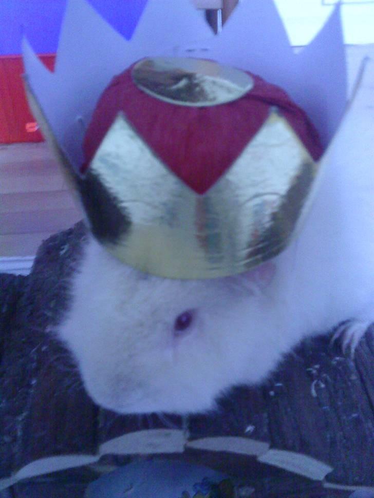 Marsvin pjuske billede 14