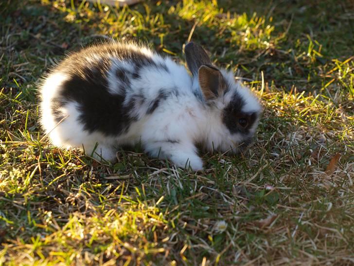 Kanin izabella mustela erminea billede 2