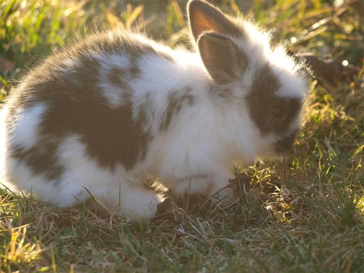 Kanin izabella mustela erminea billede 4