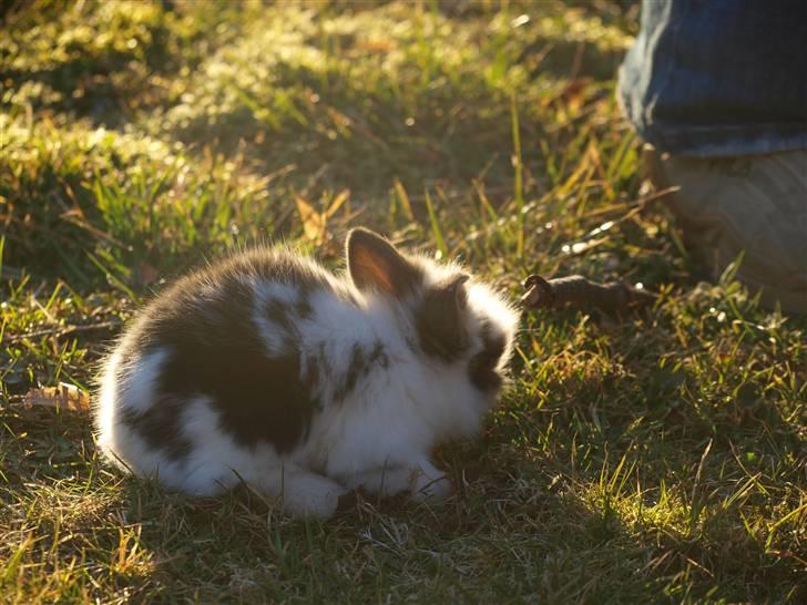 Kanin izabella mustela erminea billede 5