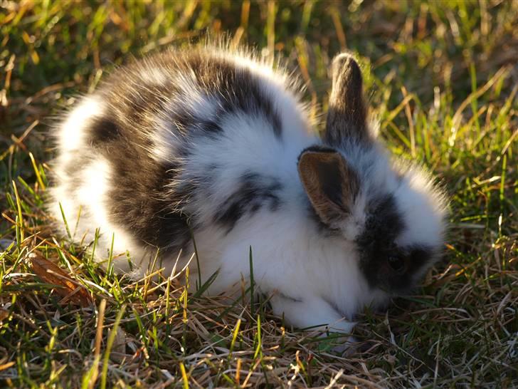 Kanin izabella mustela erminea billede 6