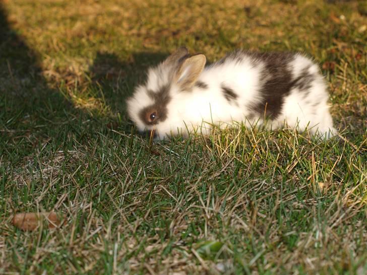 Kanin izabella mustela erminea billede 9