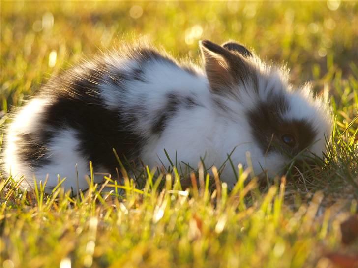 Kanin izabella mustela erminea billede 11