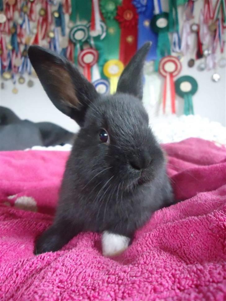 Kanin Sofiagaardens Rubber ball - Billedet er taget af Sandra Bardevig! billede 4