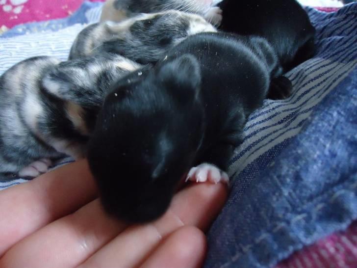 Kanin Sofiagaardens Rubber ball - Billedet er taget af Sandra Bardevig! billede 6