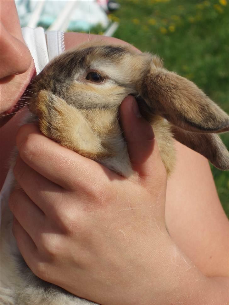 Kanin - Skovly's Happy.. Sov sødt skat. - PHOTO © BY ROYAL RABBIT BREEDING - CAROLINE CHRISTENSEN. billede 11