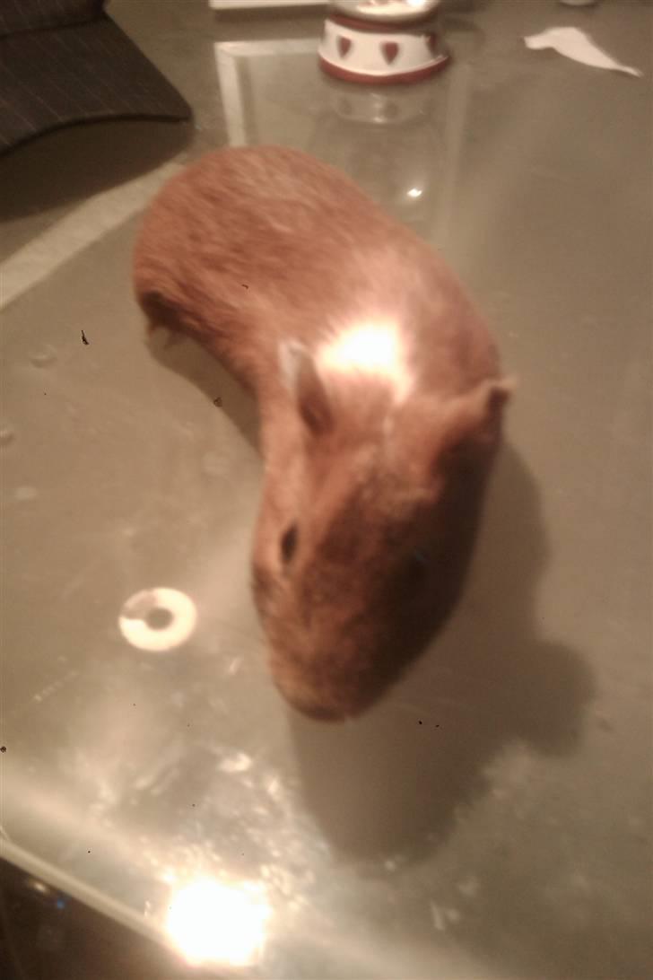 Marsvin razer billede 1