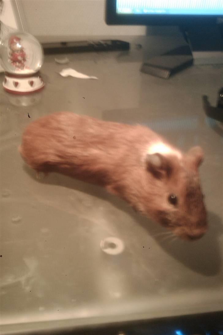 Marsvin razer billede 2