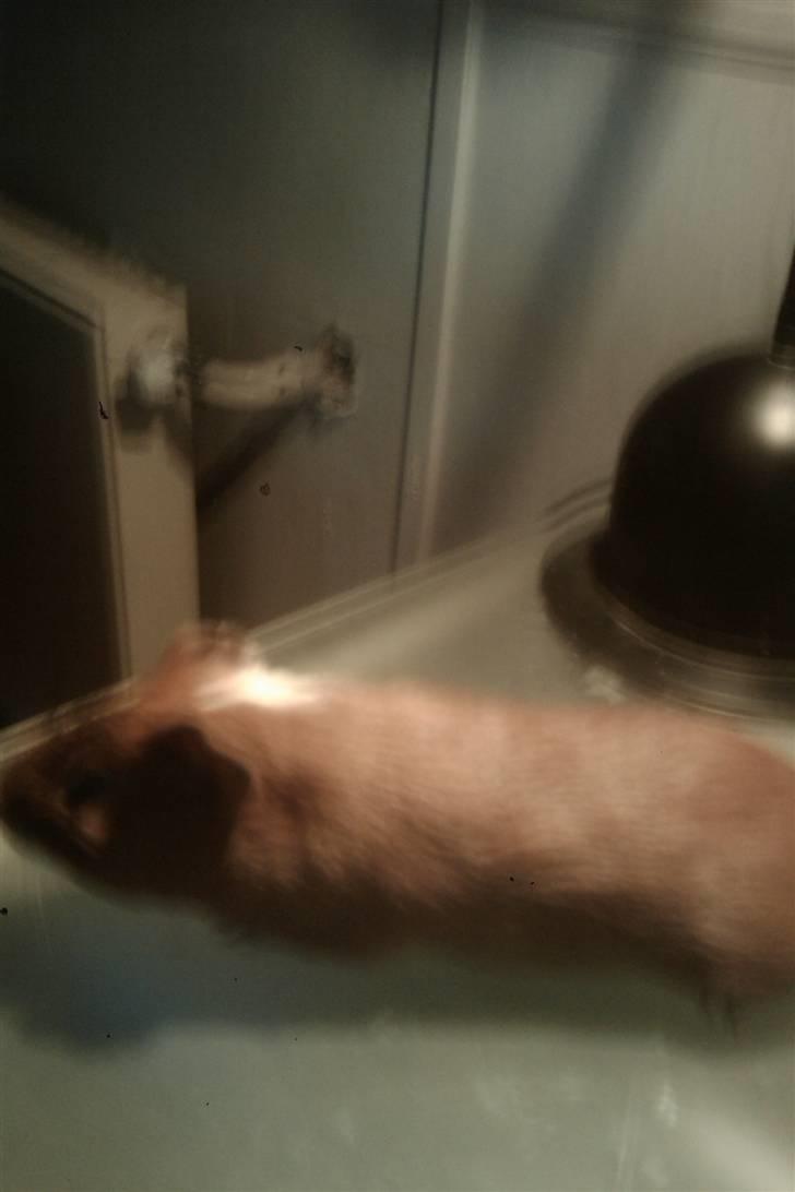 Marsvin razer billede 3