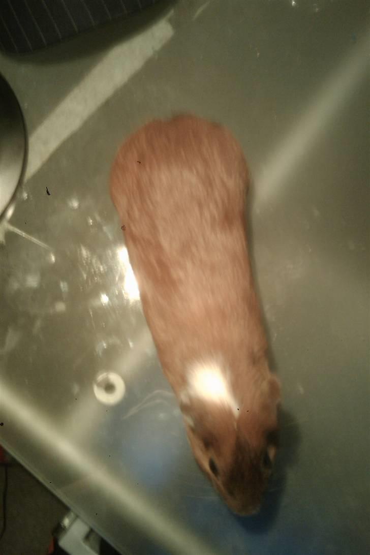 Marsvin razer billede 4