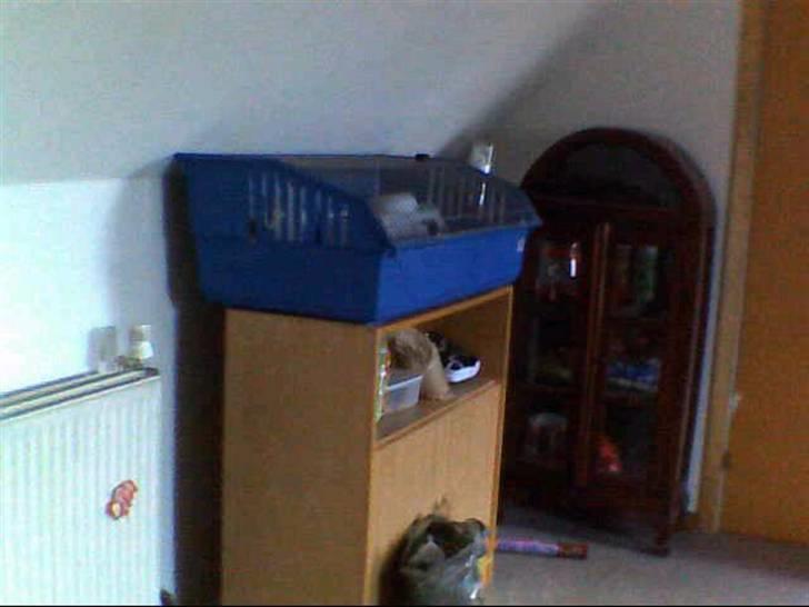 Marsvin razer billede 5