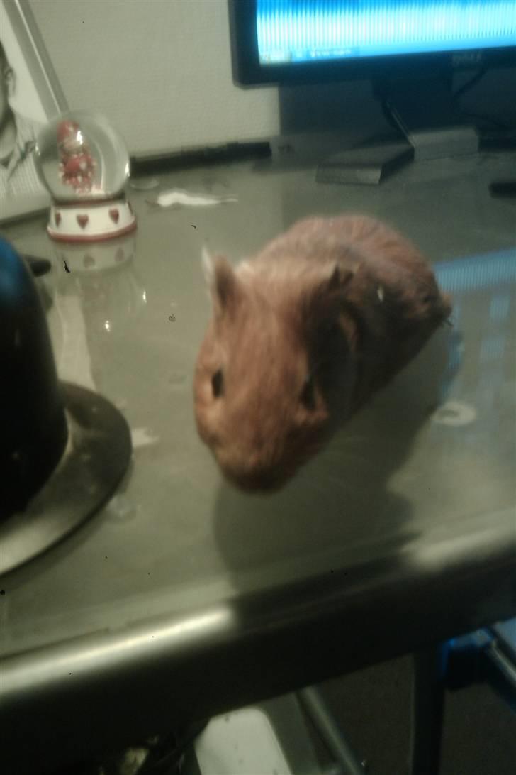 Marsvin speedi billede 1