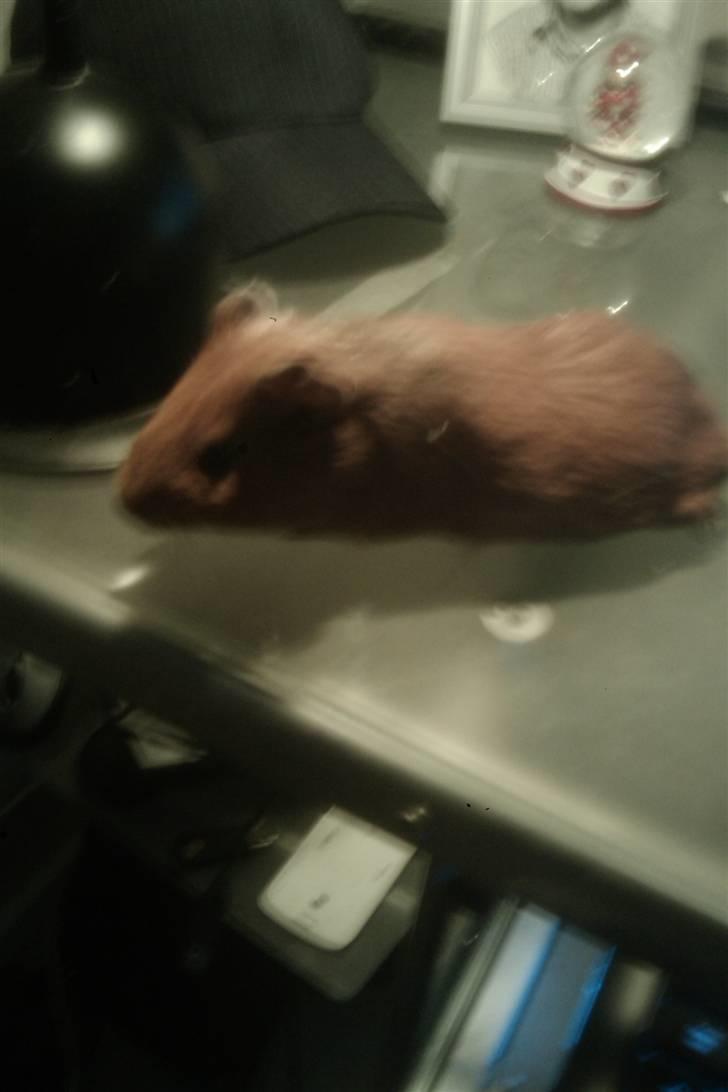 Marsvin speedi billede 2