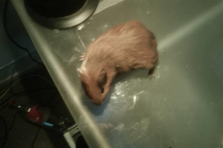 Marsvin speedi billede 3