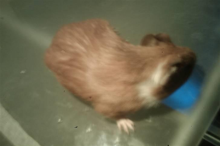 Marsvin speedi billede 4