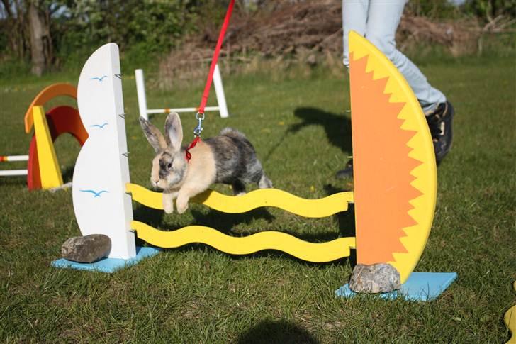 Kanin Sofiagaarden's Speed Ball  |  KLUBMESTER 2011 - Første gang Eddie springer :-) <3 billede 4