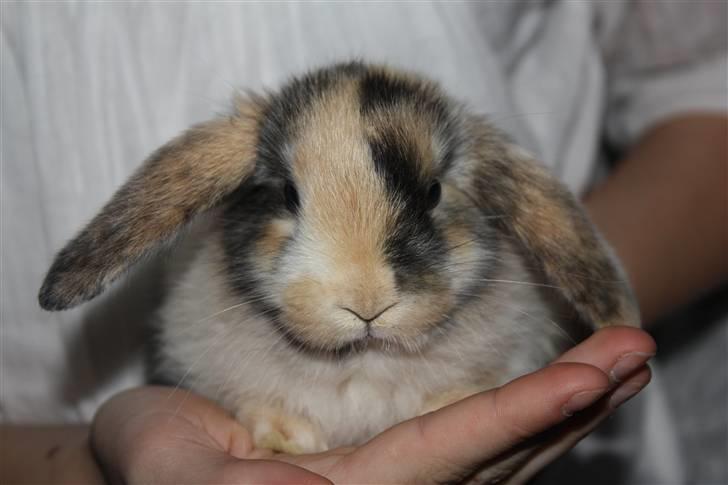 Kanin Sofiagaarden's Speed Ball  |  KLUBMESTER 2011 - Er jeg ikke bare smuk! billede 5