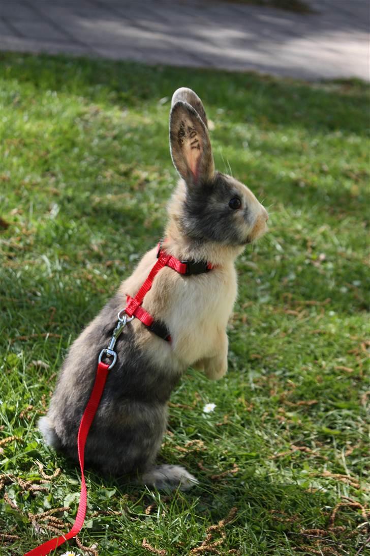 Kanin Sofiagaarden's Speed Ball  |  KLUBMESTER 2011 - Charme, selvtillid og store øre ;-) <3<3 billede 7