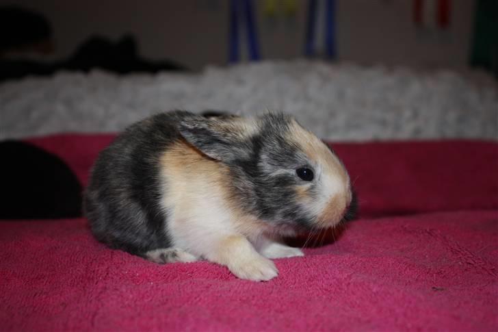 Kanin Sofiagaarden's Speed Ball  |  KLUBMESTER 2011 - Lille Bebs :-) billede 8